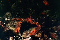 Crustaceans - Galathea strigosa by Vito Lorusso 